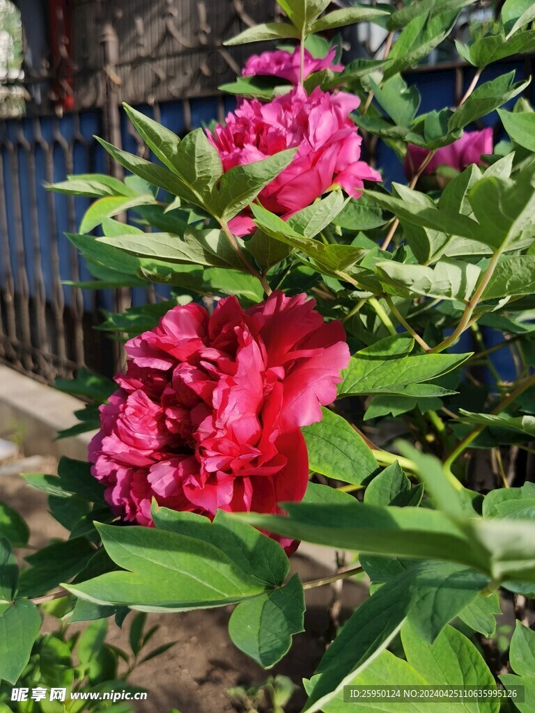 红牡丹