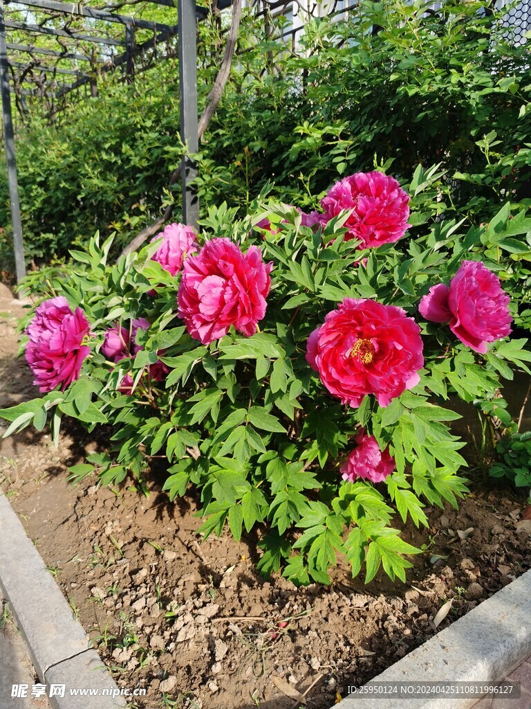 红牡丹