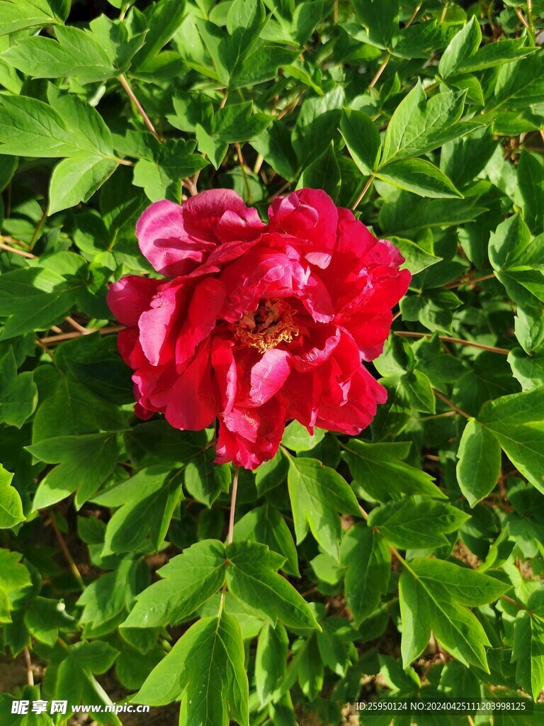红牡丹