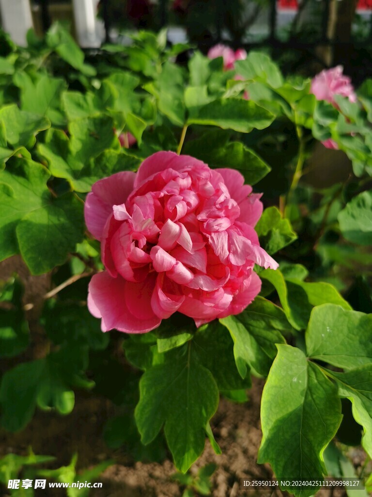 红牡丹