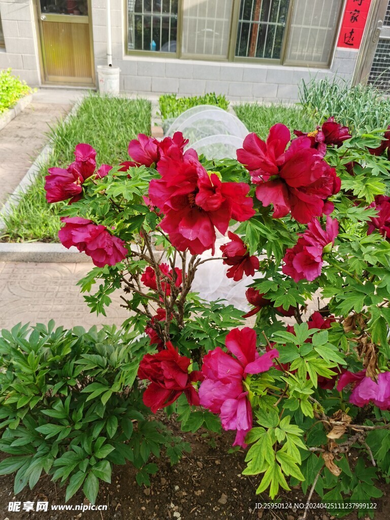 红牡丹