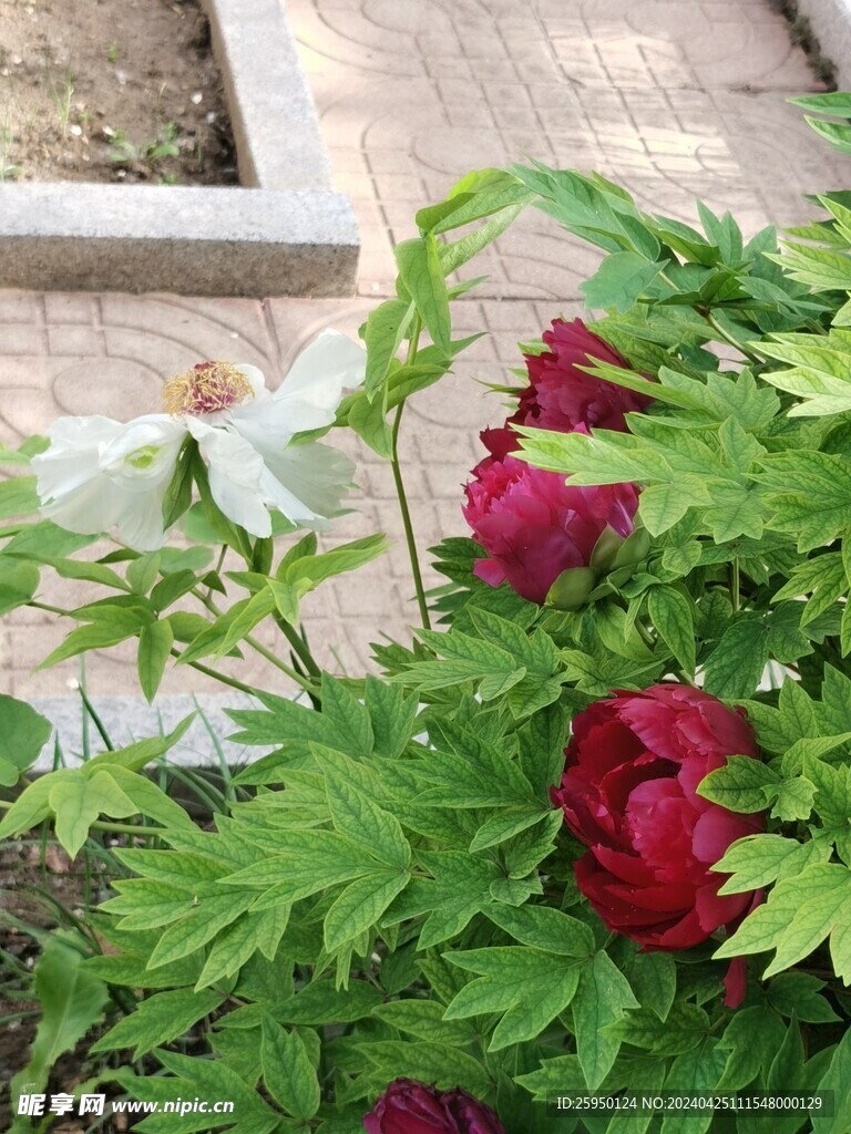 红牡丹
