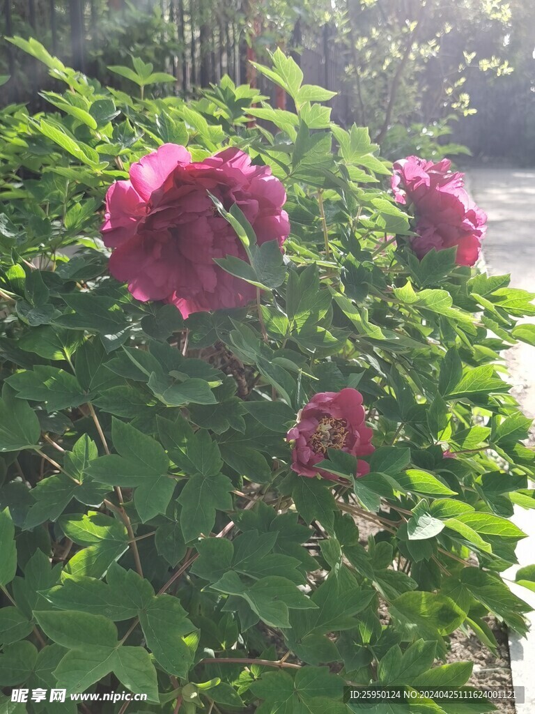 红牡丹