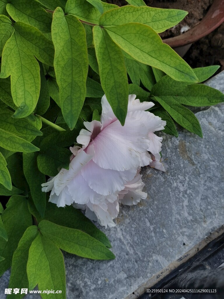 牡丹花