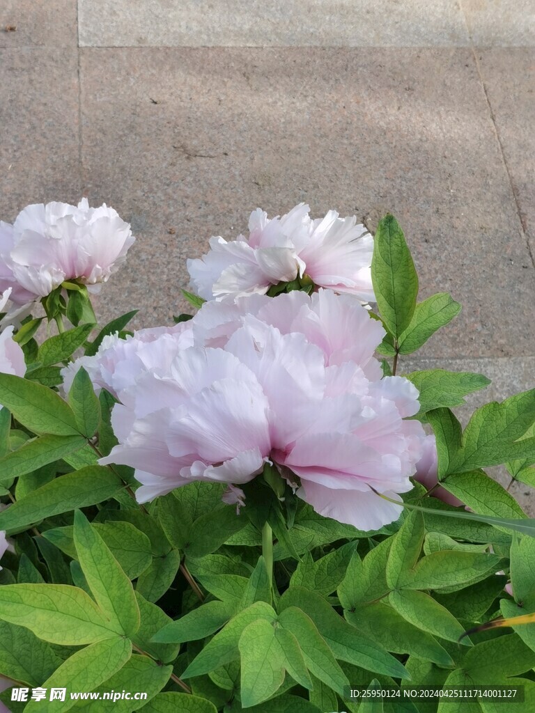 牡丹花