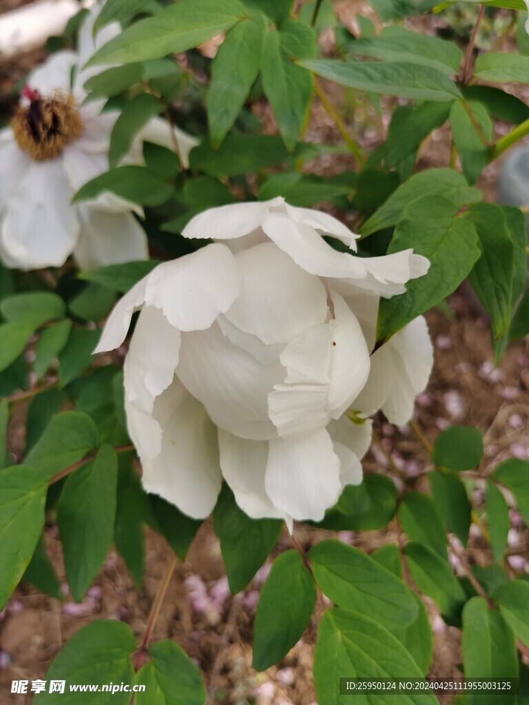 白牡丹