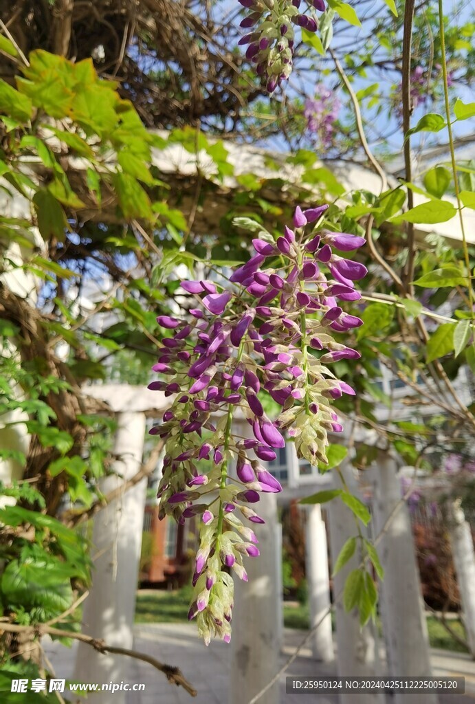 紫藤花