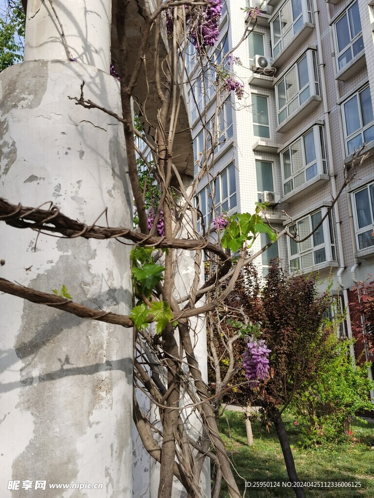 紫藤