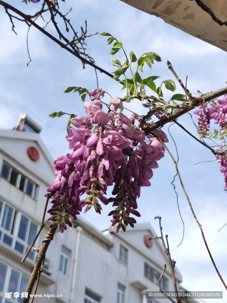 紫藤花