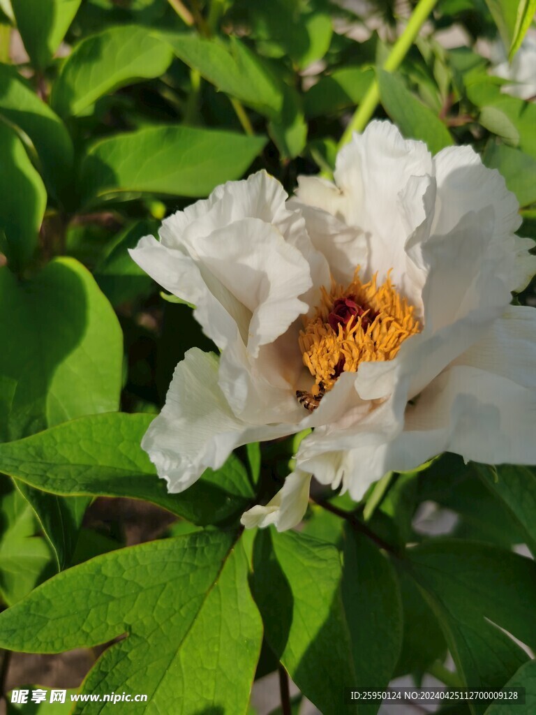 白牡丹