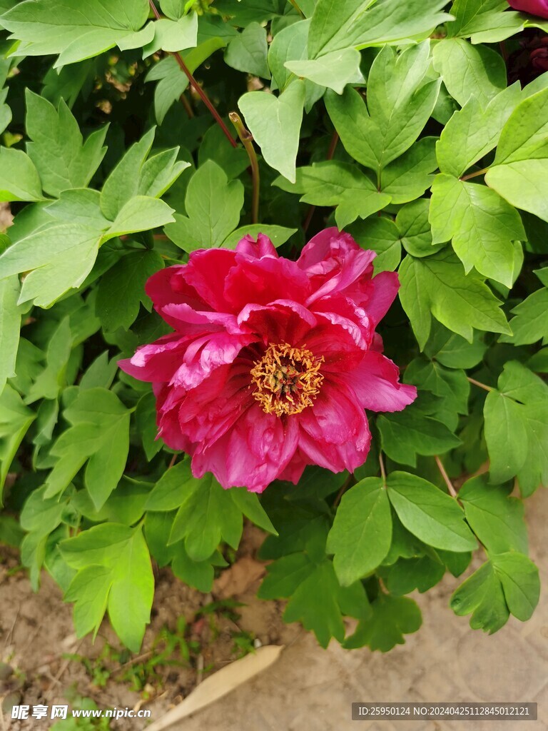 红牡丹