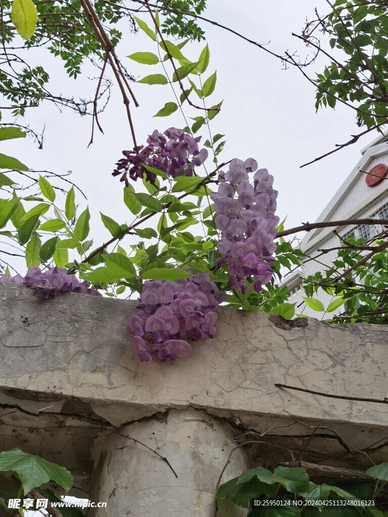 紫藤花