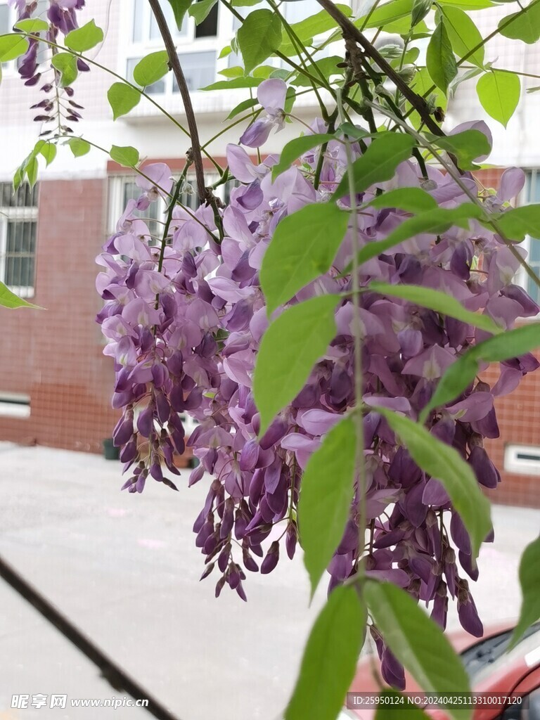 紫藤花