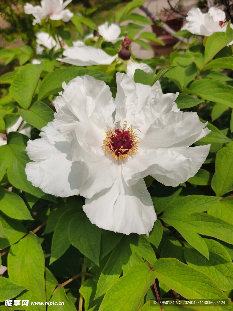 白牡丹