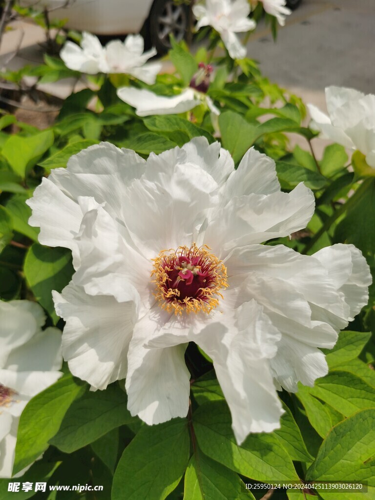 白牡丹
