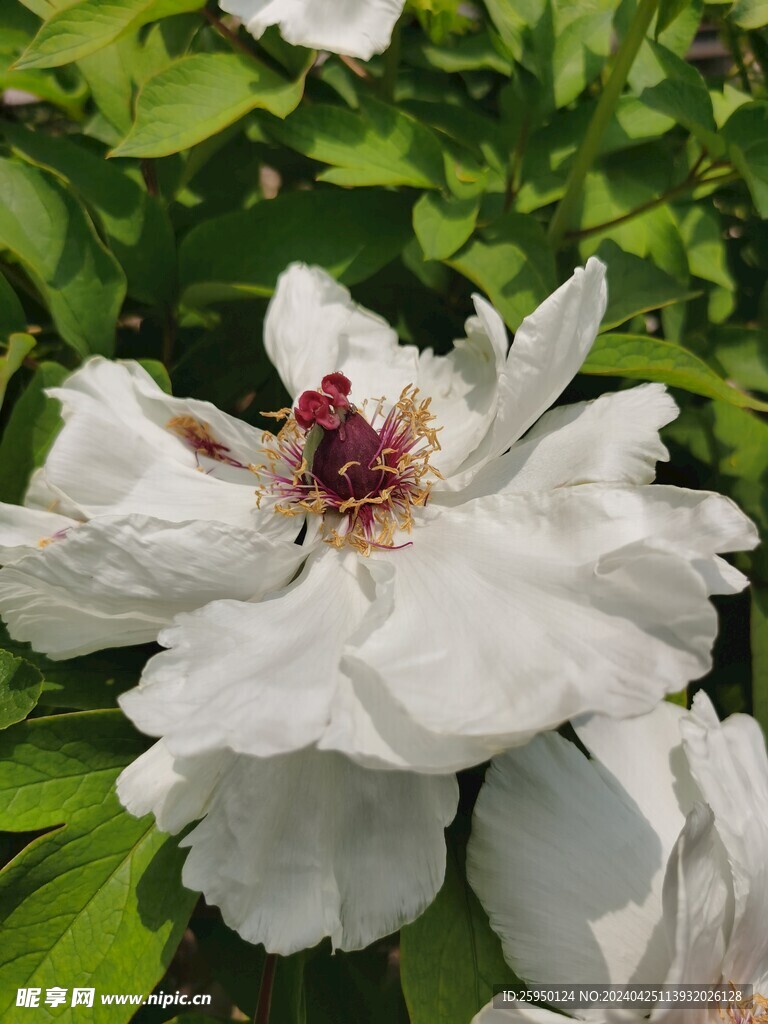 白牡丹