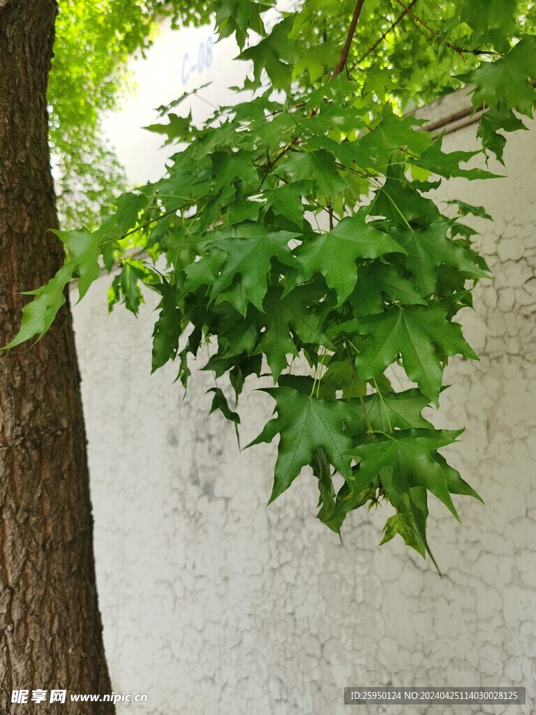 元宝槭
