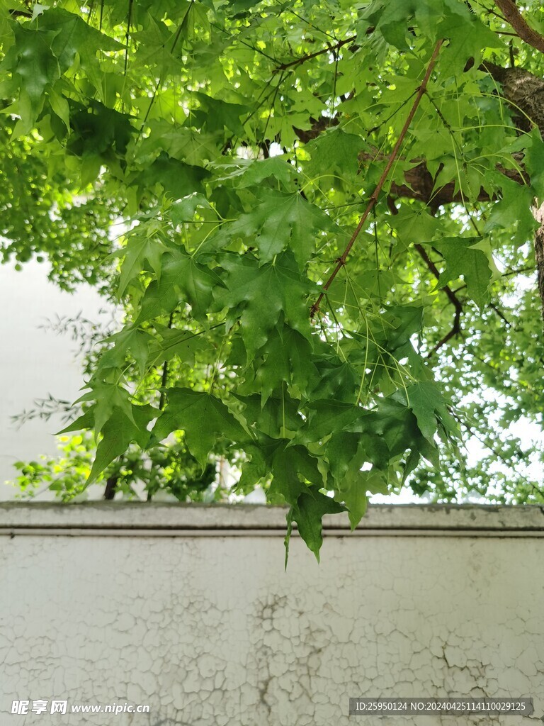 元宝槭