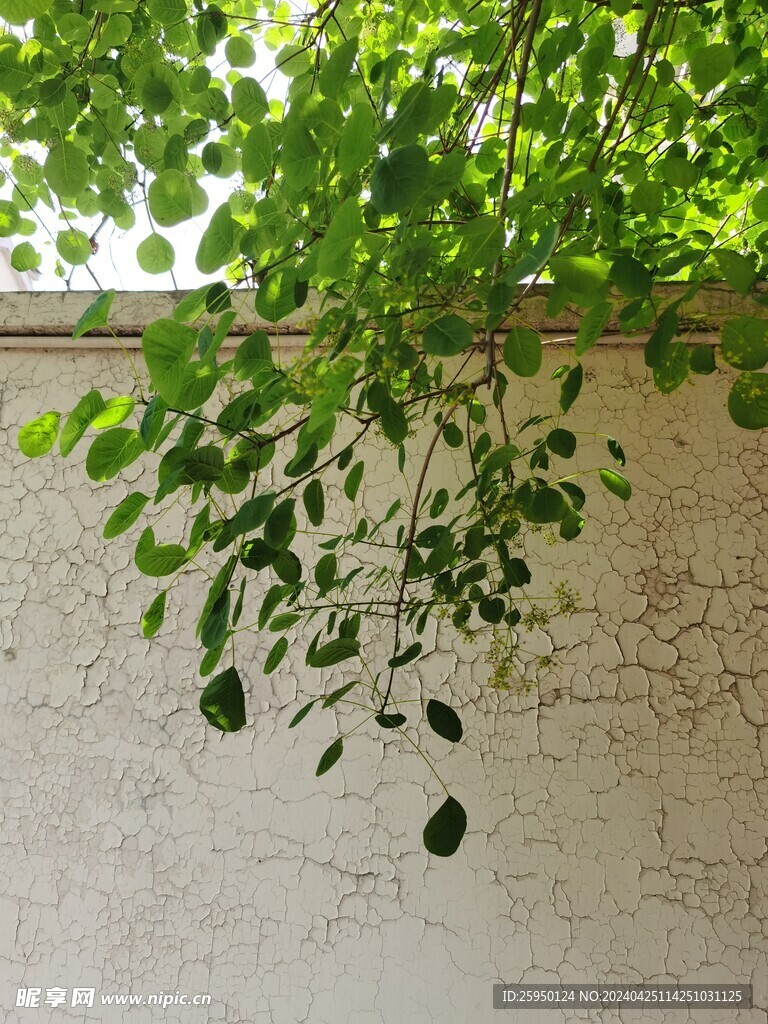 黄栌