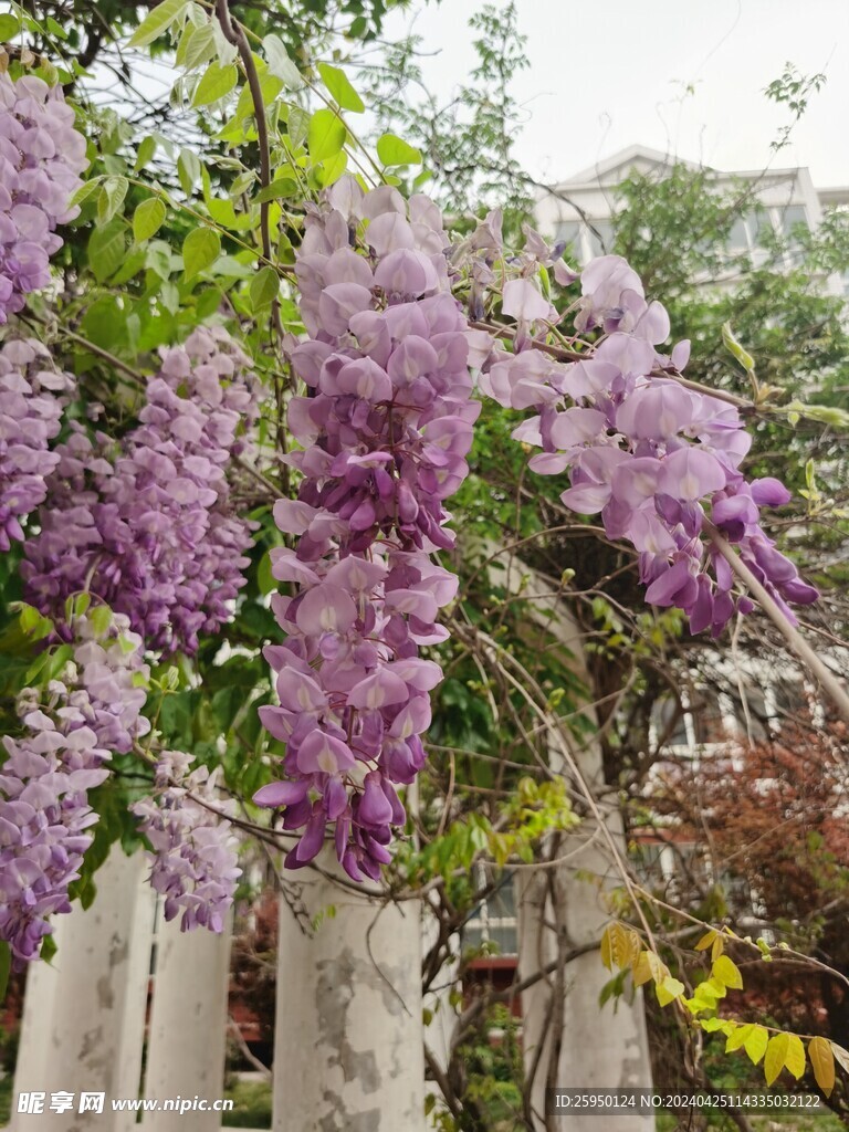 紫藤花