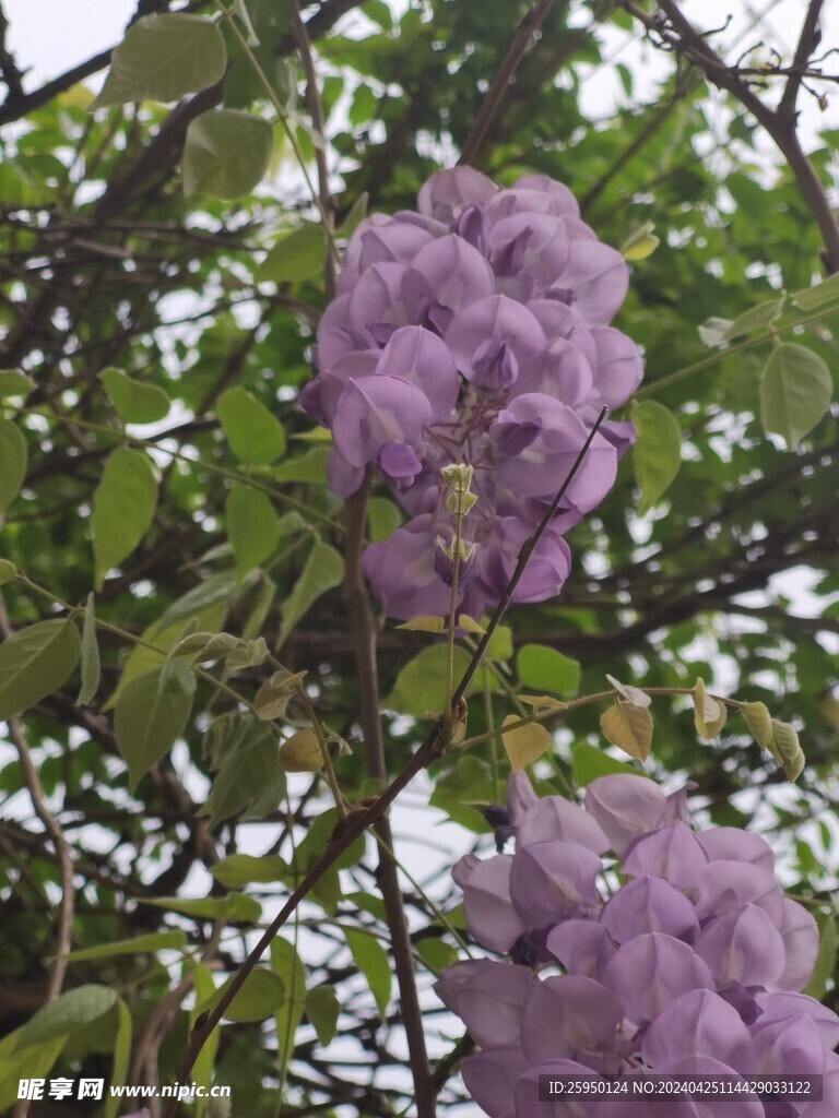紫藤花