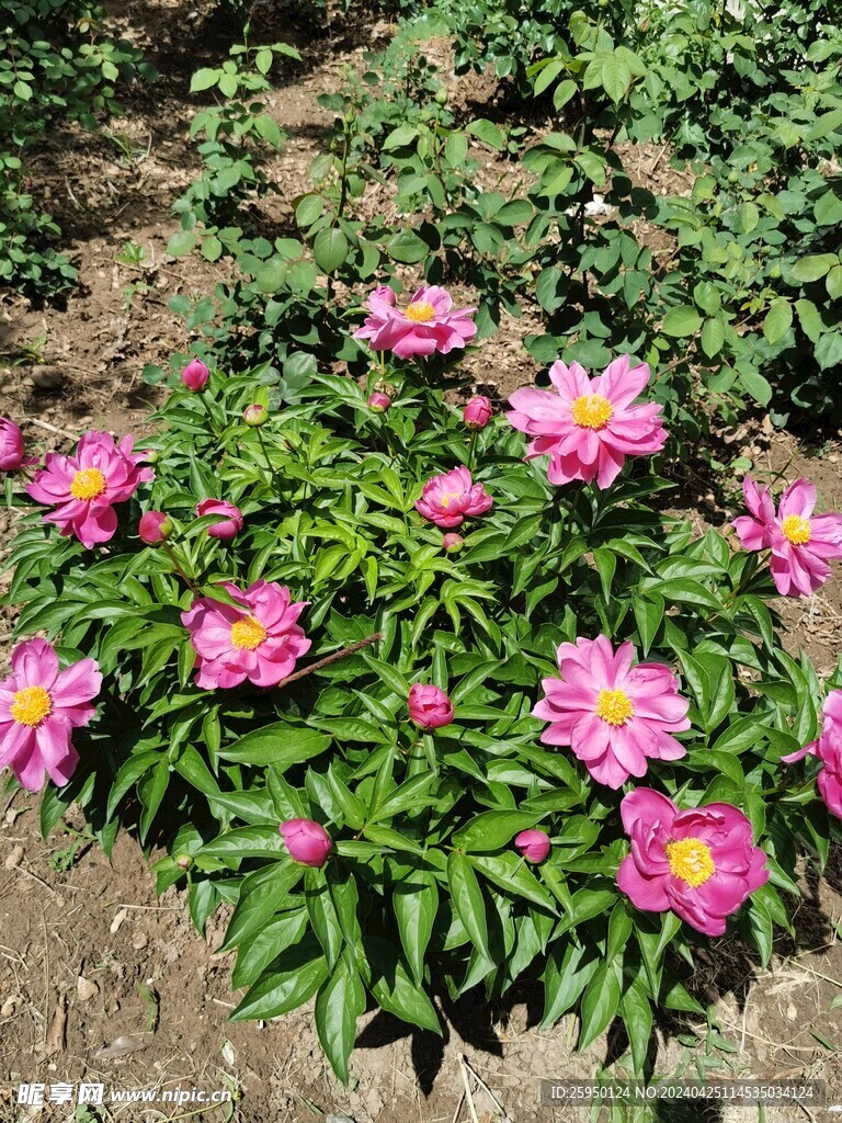 红牡丹