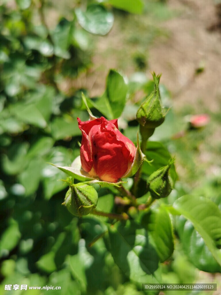 红牡丹