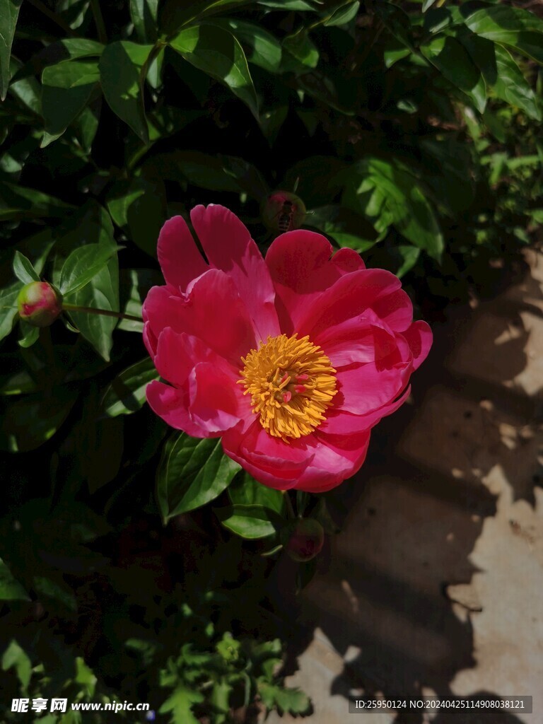 红牡丹
