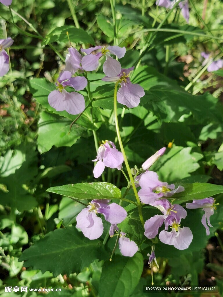 诸葛菜