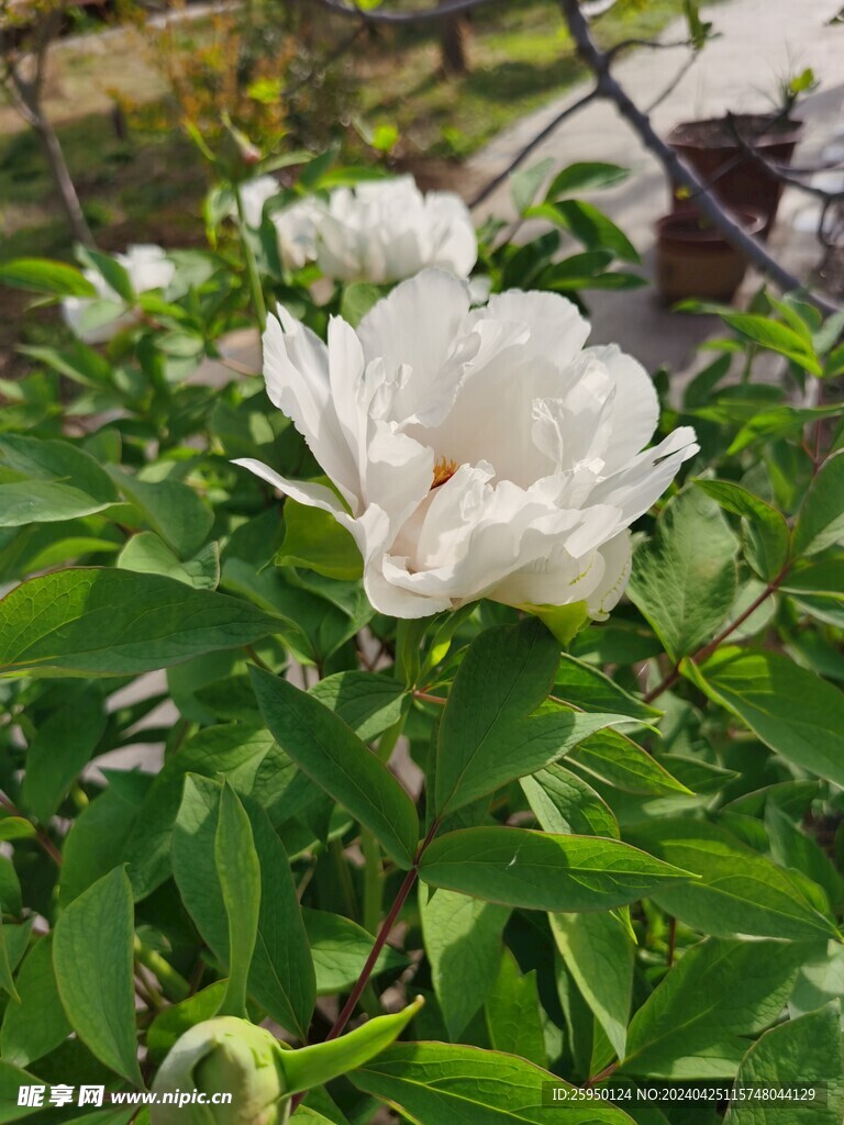 白牡丹