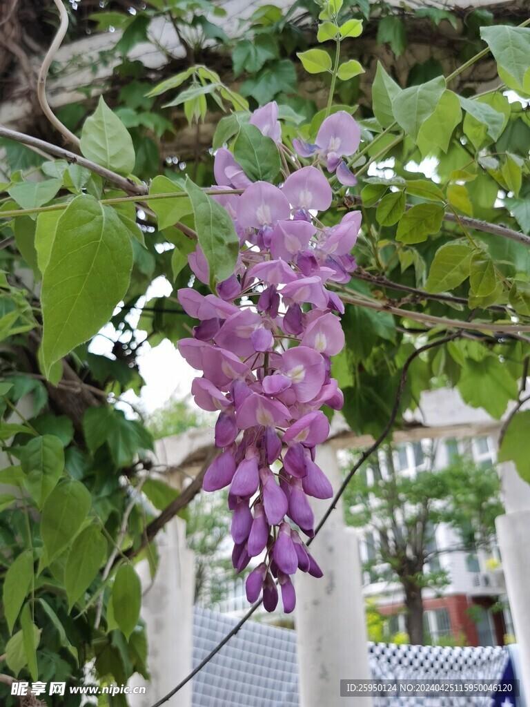 紫藤花