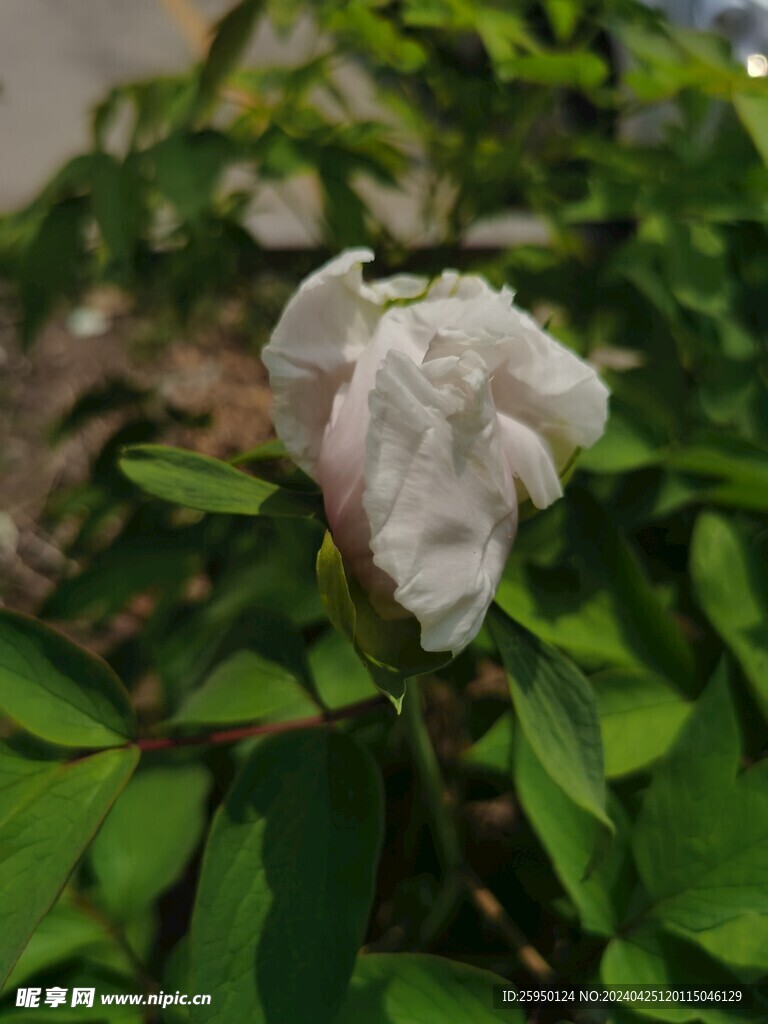 牡丹花