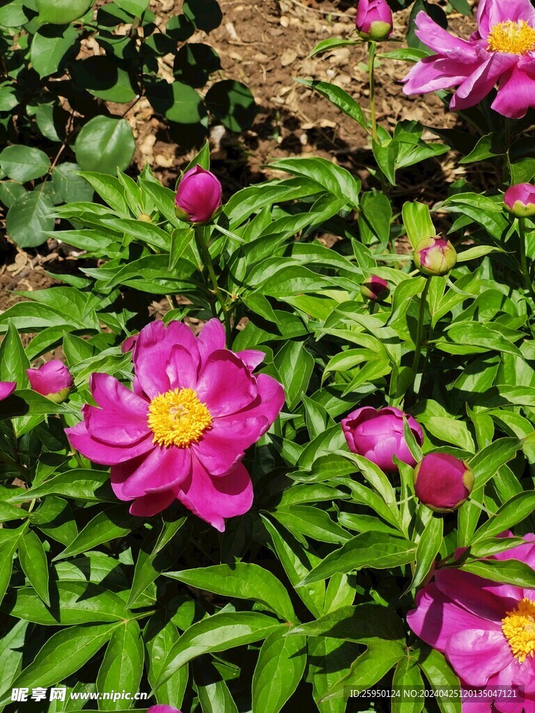 芍药