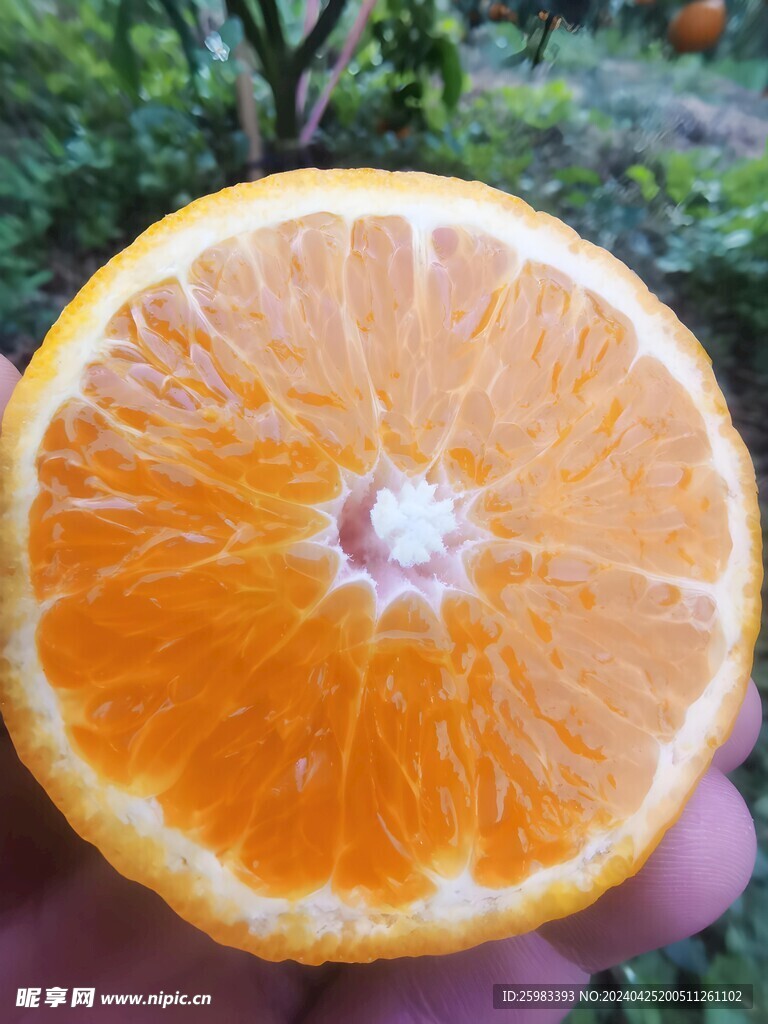 柑橘