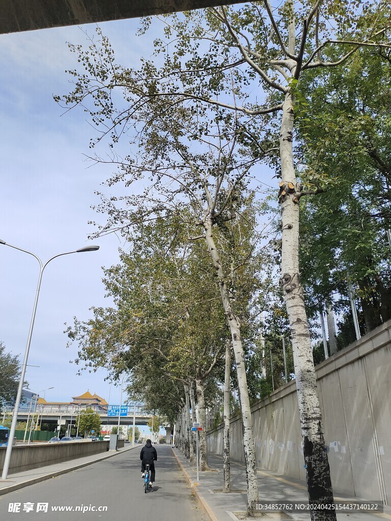 树