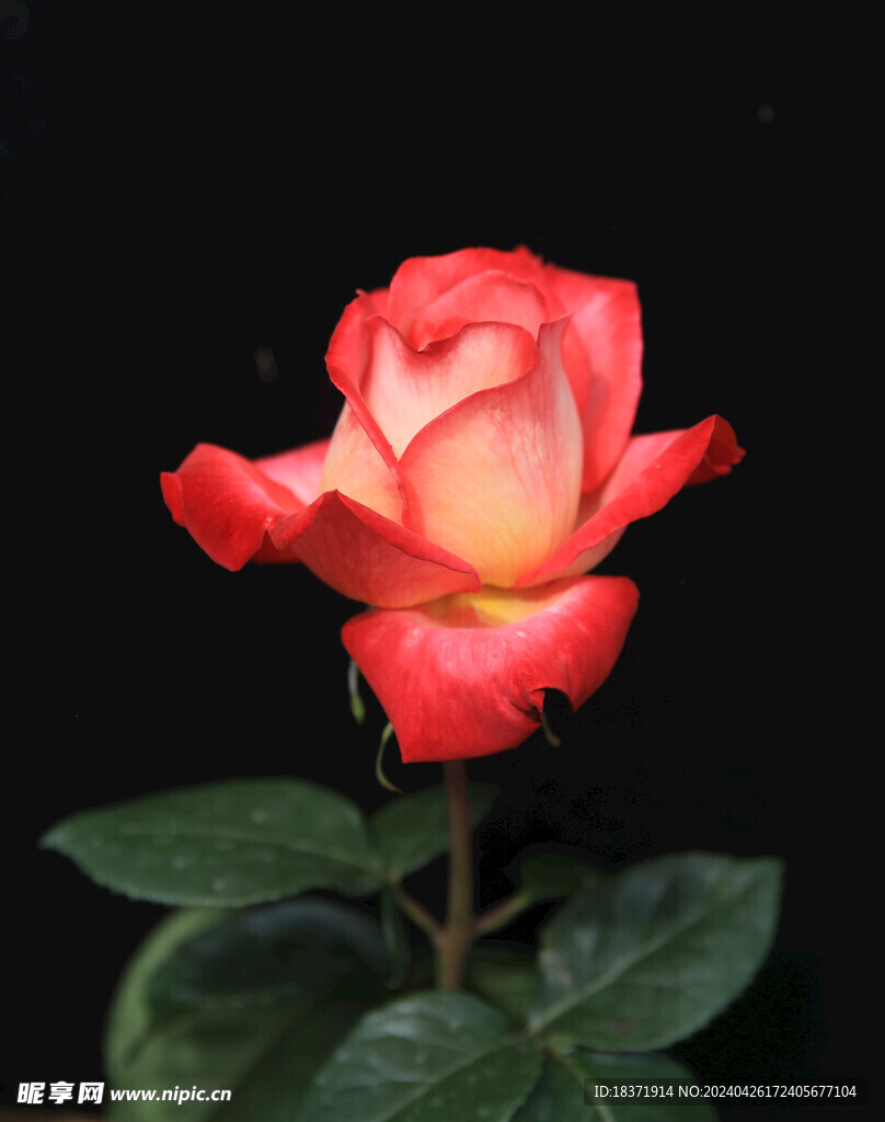 月季花