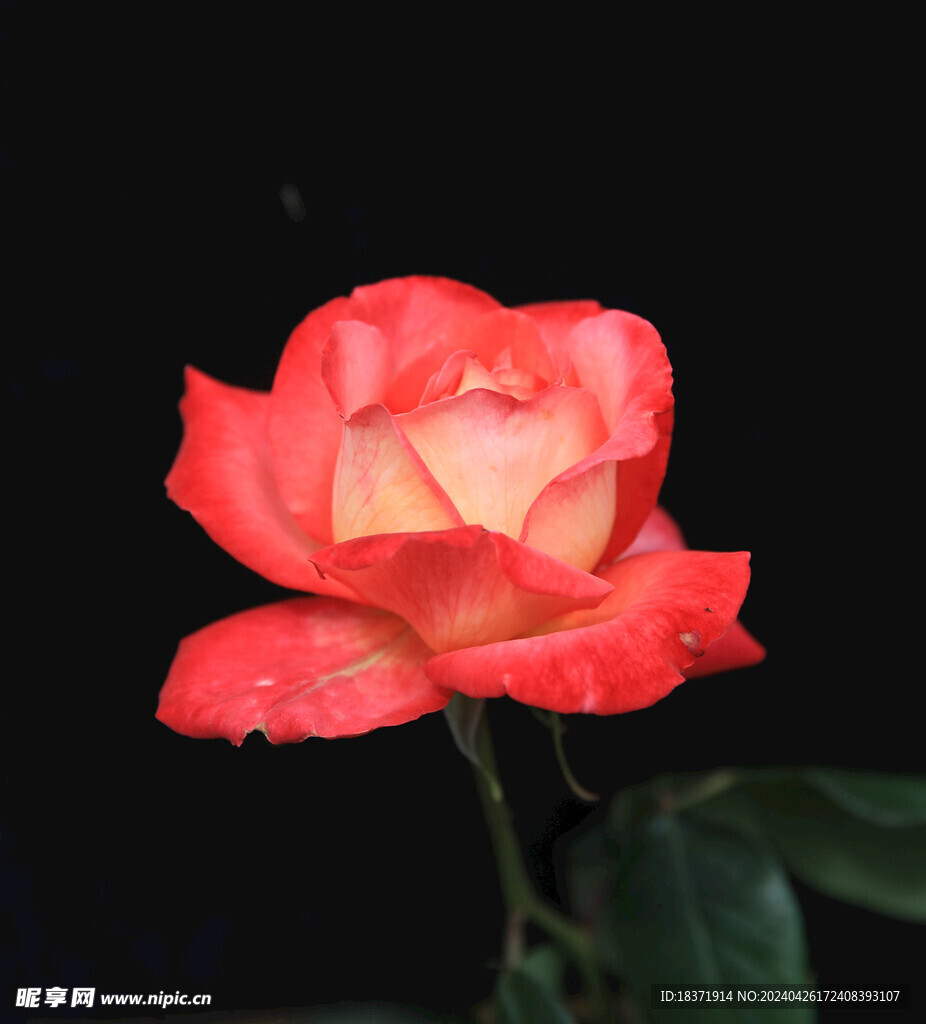 月季花