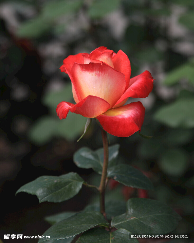 月季花