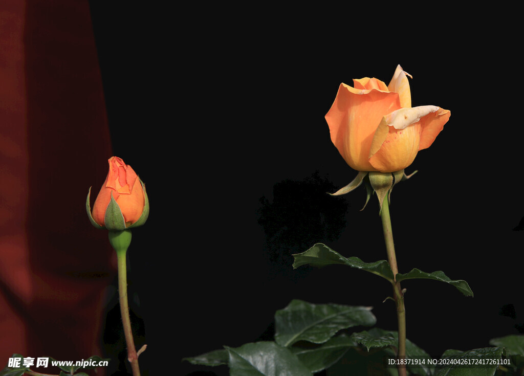 月季花