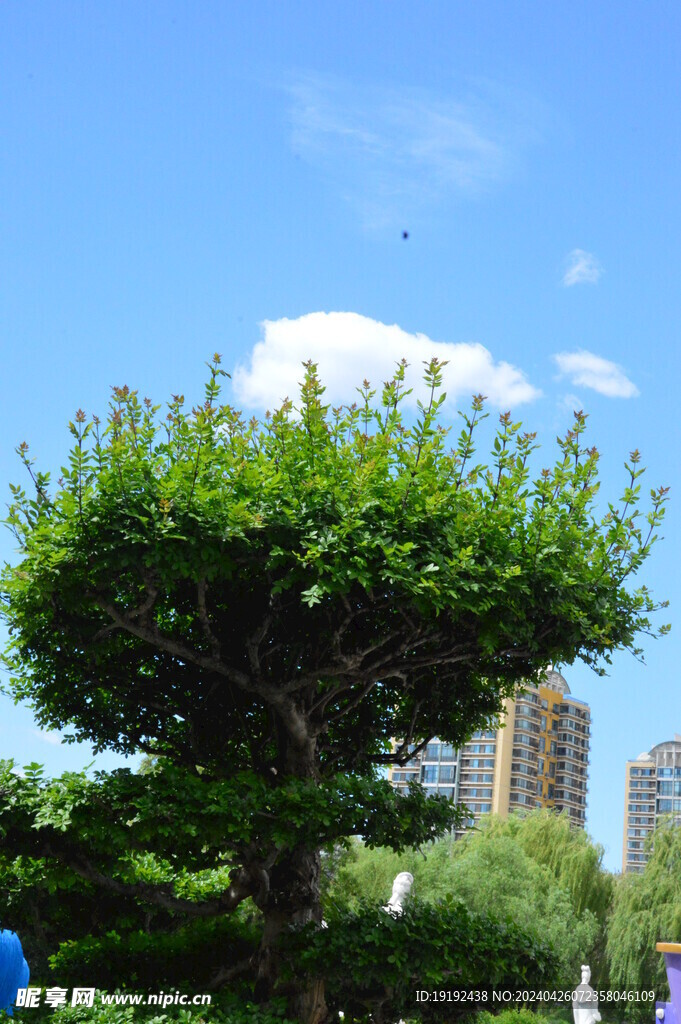 公园风景 