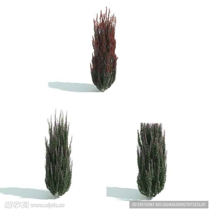 C4D模型 植物