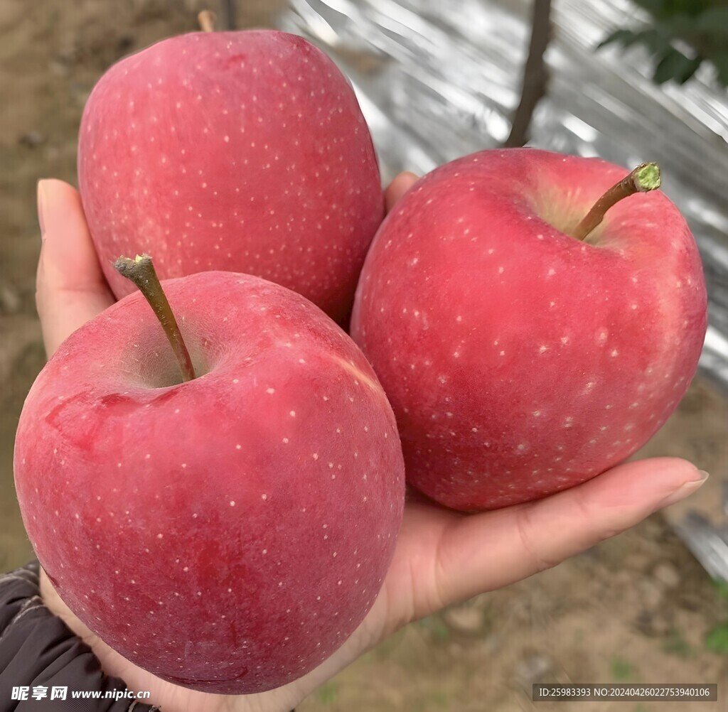 红苹果