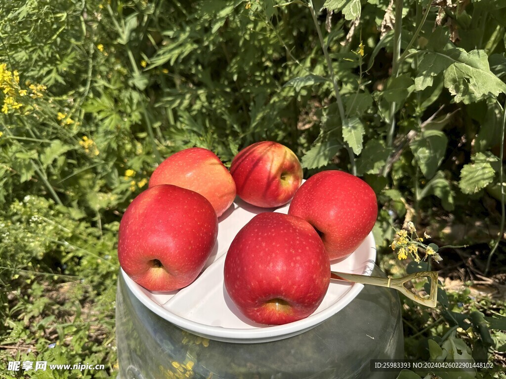 红苹果