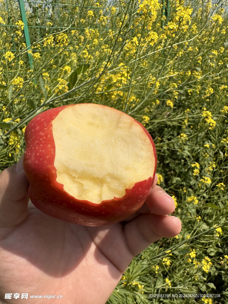 红苹果