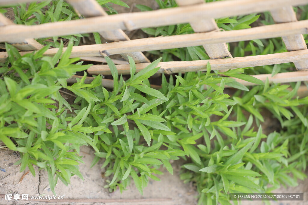 草丛 篱笆