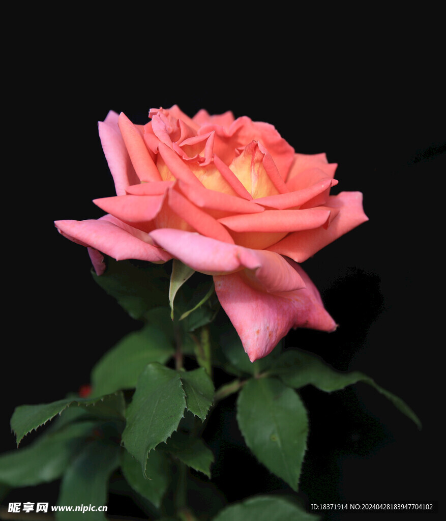 月季花