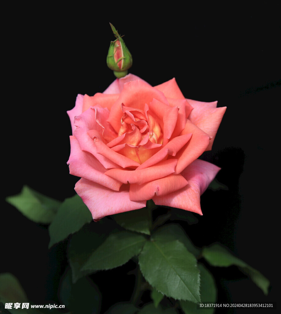 月季花