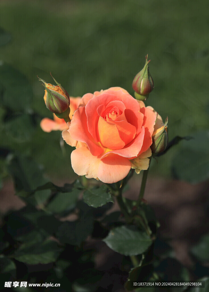 月季花