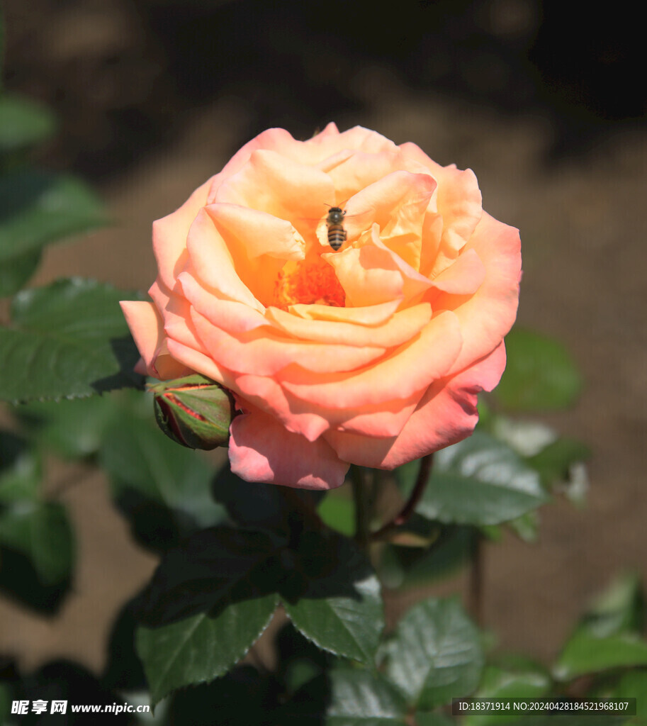 月季花