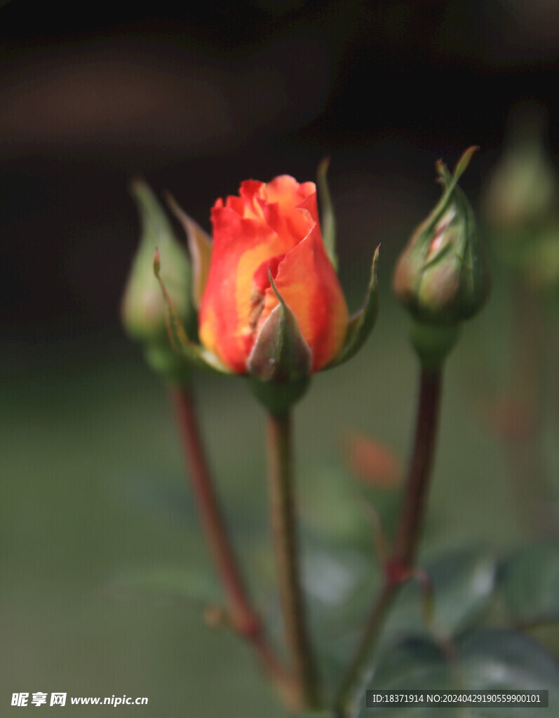 月季花